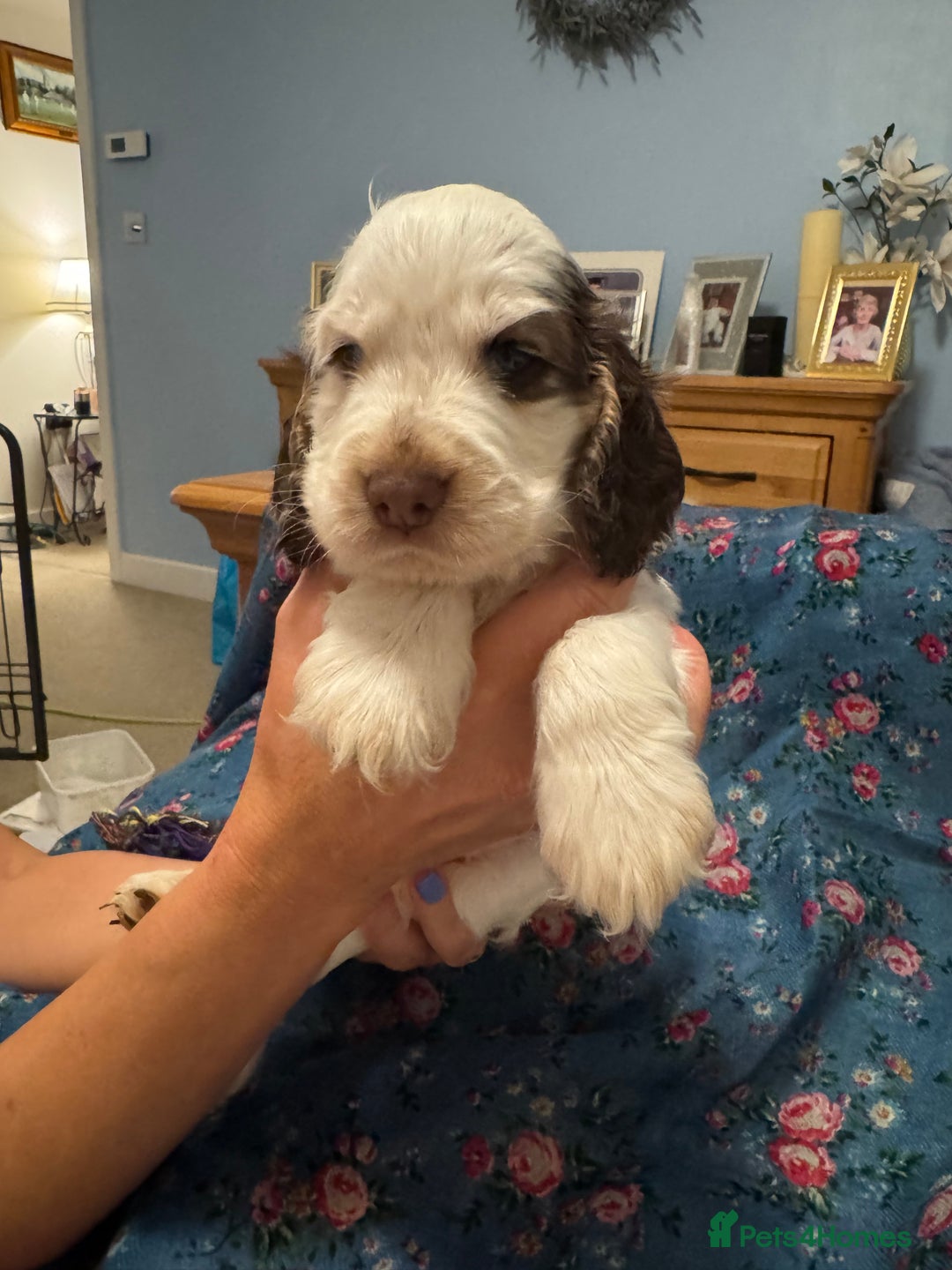 Cocker Spaniel dogs for sale: Simbawood Show Cocker Spaniels, KC reg, DNA clear - Image 7