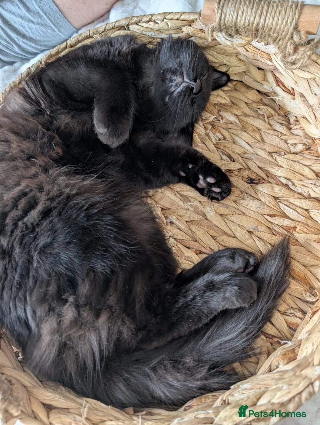 Mixed Breed cats for sale: Black male cat for rehoming  - Advert 4
