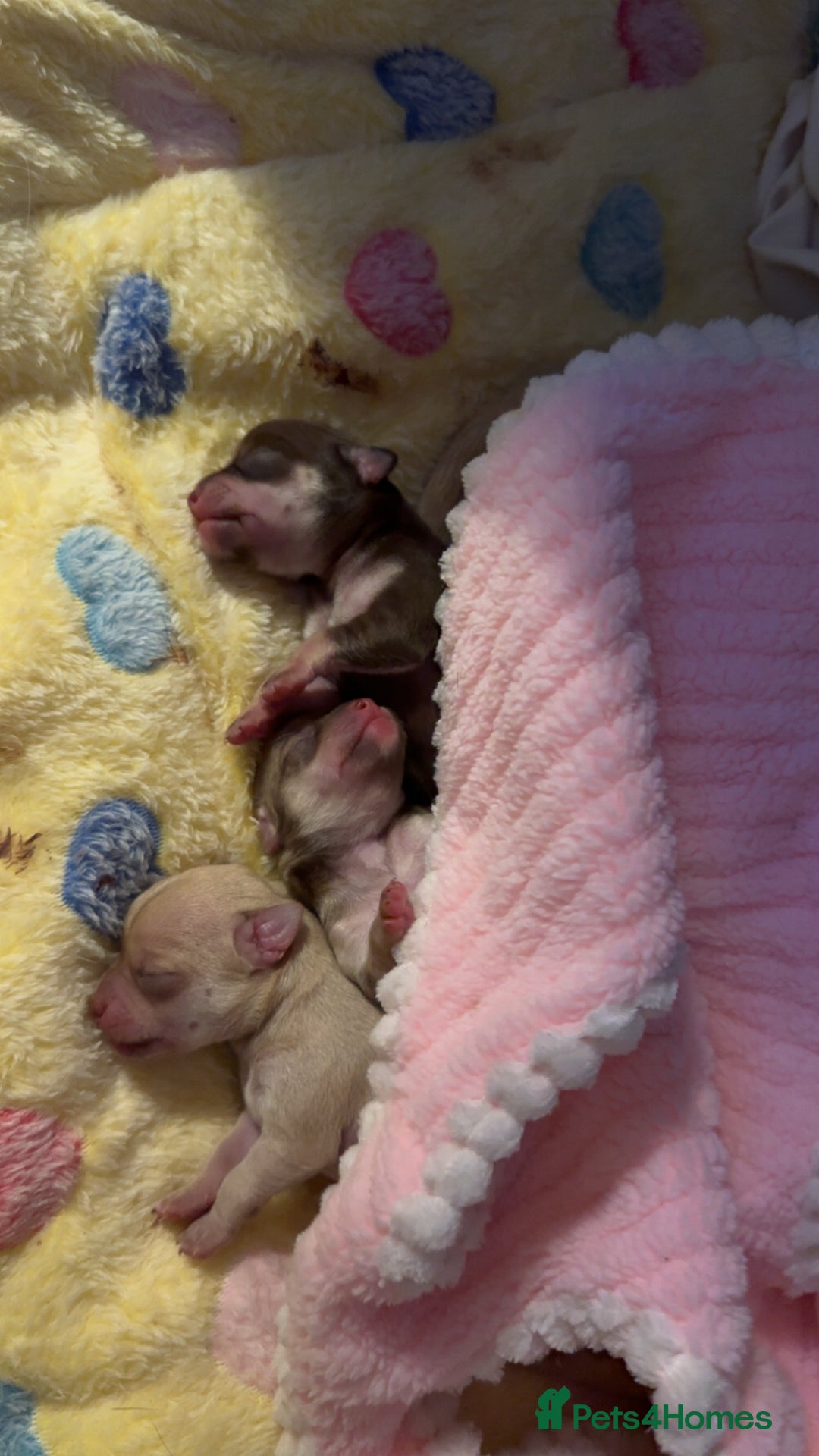 Chihuahua dogs for sale: Stunning chihuahua puppies ready  ** 🎁 **  - Image 1