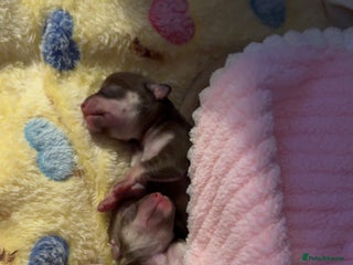 Chihuahua dogs - Advert 1