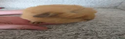 Guinea Pig rodents for sale: 2 swiss boys rtr - Advert 3