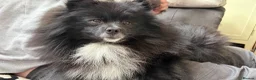 Pomeranian dogs for sale: 2 yr Pom for new home FREE TO BEST HOME - Advert 1
