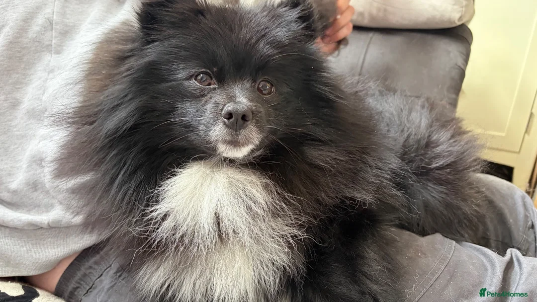 Pomeranian dogs for sale: 2 yr Pom for new home FREE TO BEST HOME - Advert 1