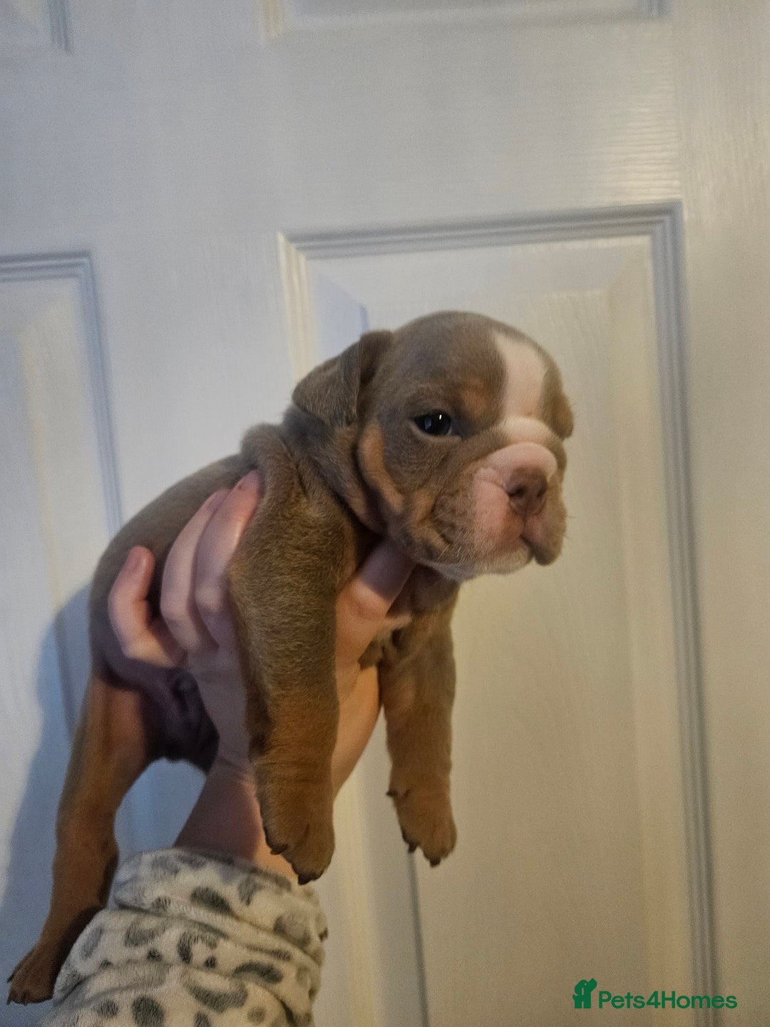 English Bulldog dogs for sale: Kc british bulldogs  - Image 19