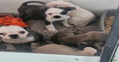 Pug dogs - Advert 15