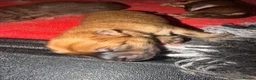 Chow Chow dogs for sale: 🐻 Exceptional KC Registered Chow Chows 🐻 - Advert 20