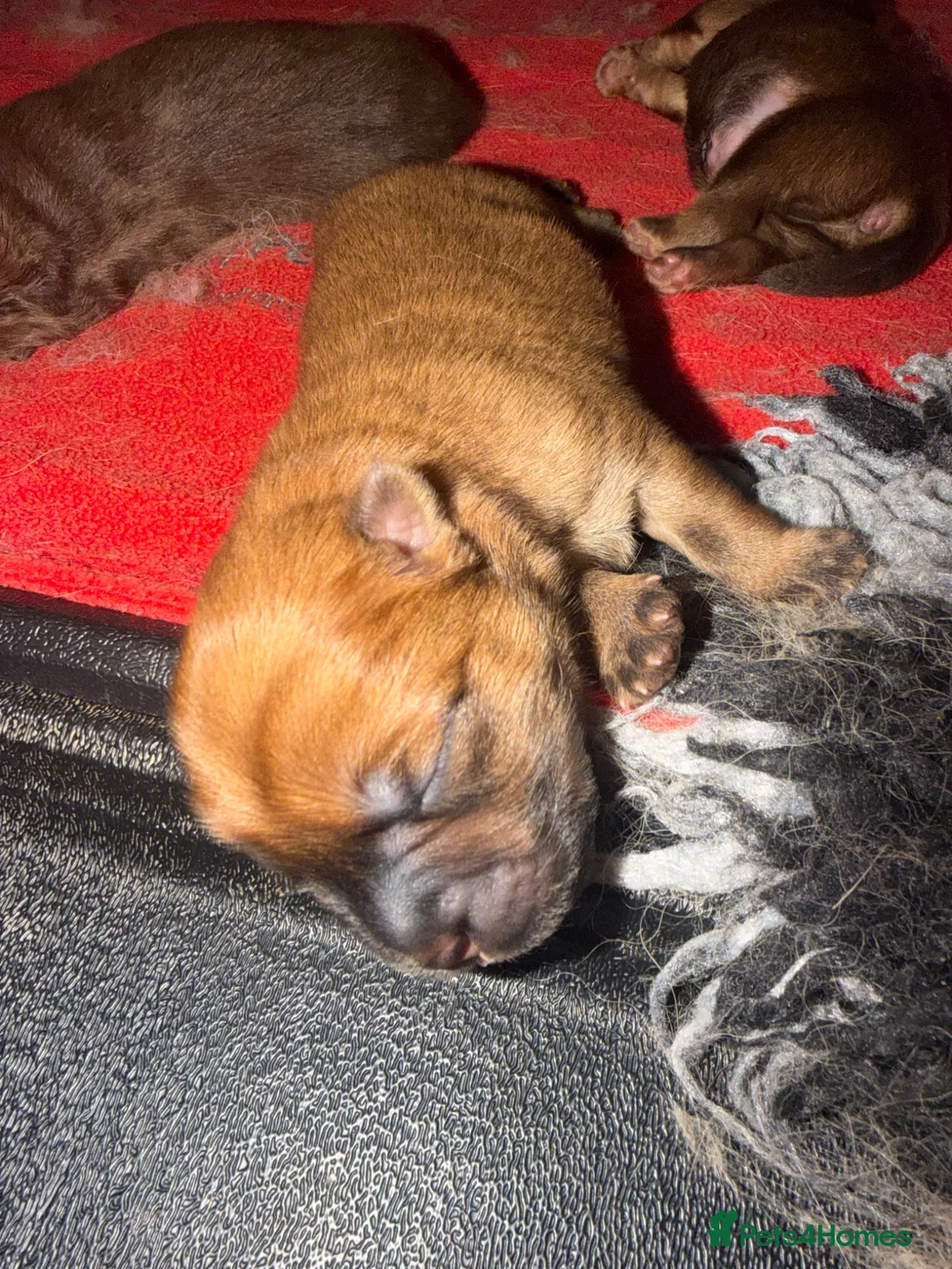 Chow Chow dogs for sale: 🐻 Exceptional KC Registered Chow Chows 🐻 - Advert 20
