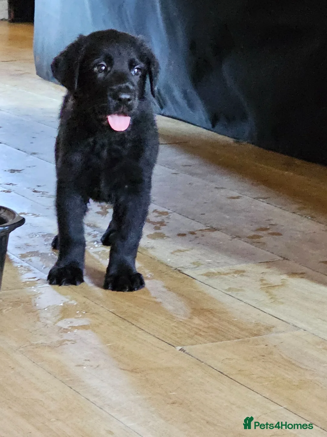 Sheprador dogs for sale: German shepherd x Labrador puppies READY NOW  - Advert 2