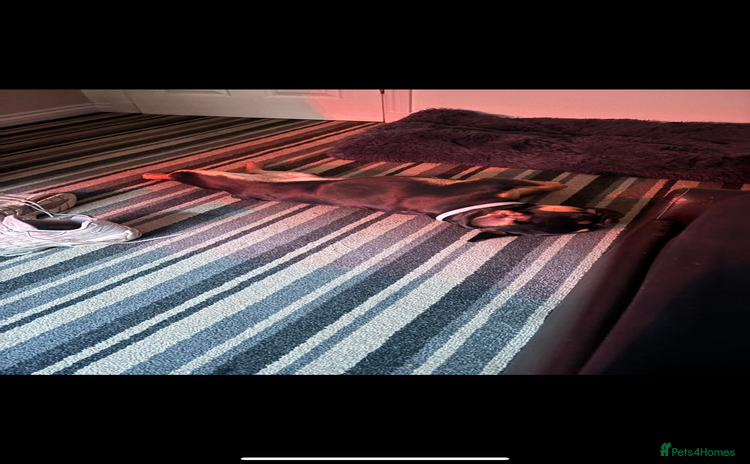 French Bulldog dogs - Advert 1