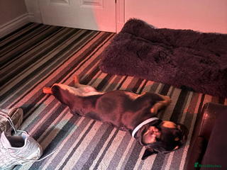 French Bulldog dogs French bulldog (bear) - Advert 11