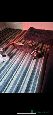 French Bulldog dogs - Advert 1