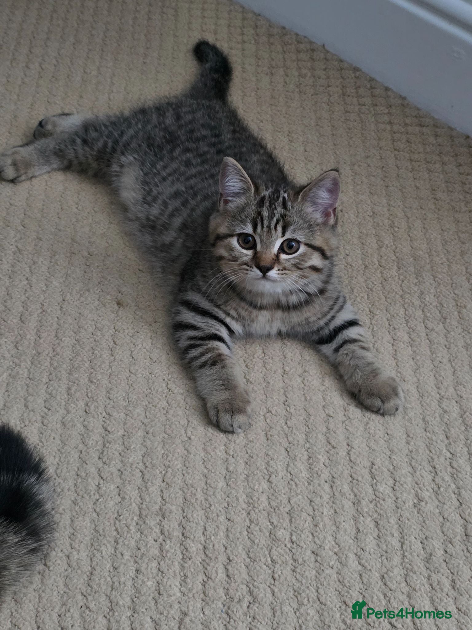 British Shorthair cats British shorthair Tabby kitten - Advert 4