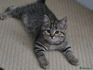 British Shorthair cats British shorthair Tabby kitten - Advert 4