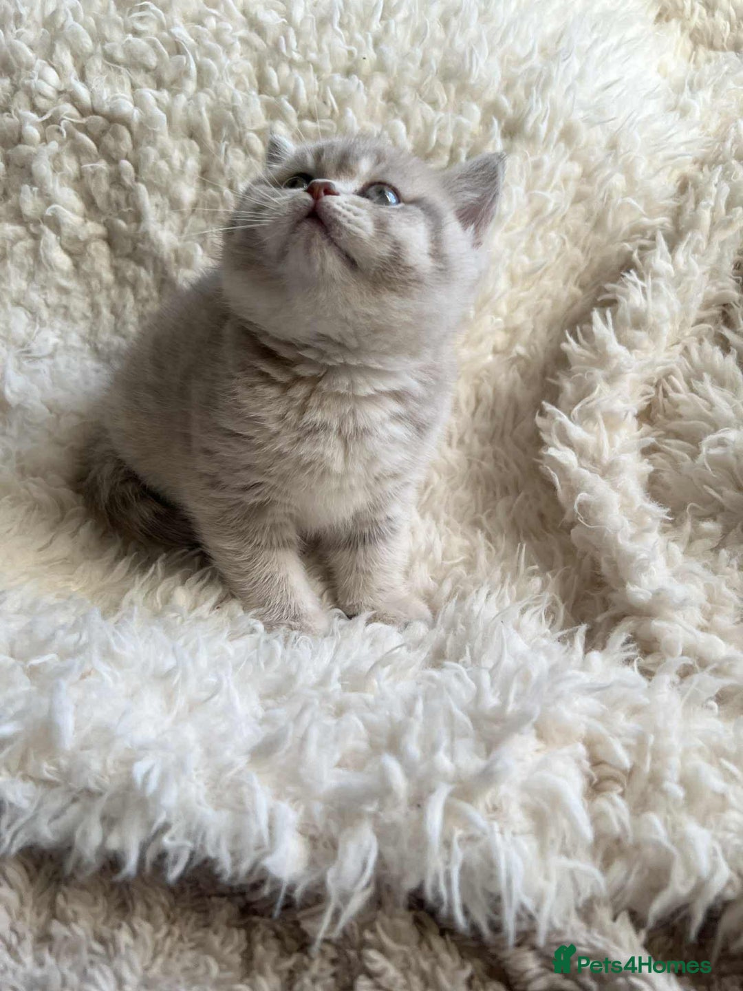British Shorthair cats for sale: British shorthair kittens for sale  - Advert 6