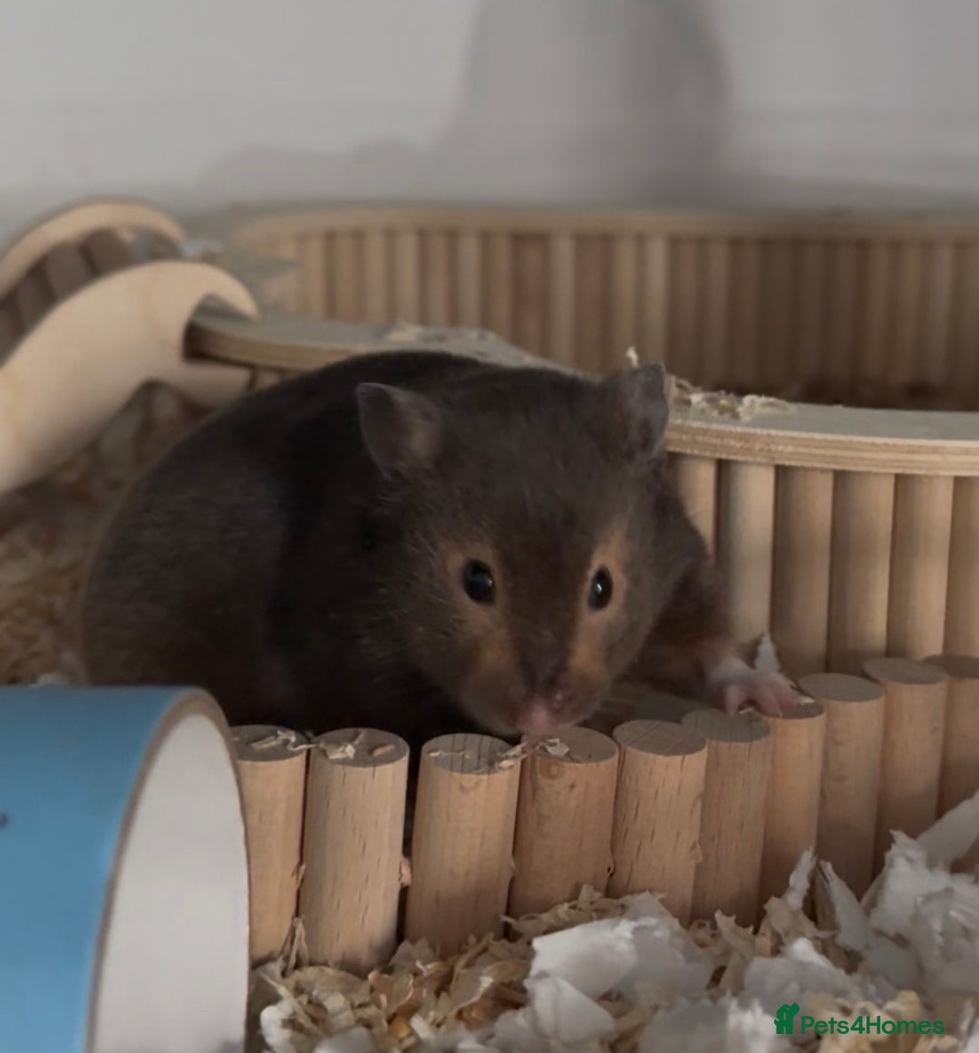 Hamster rodents for sale: Loki for Adoption🐹 - Advert 3