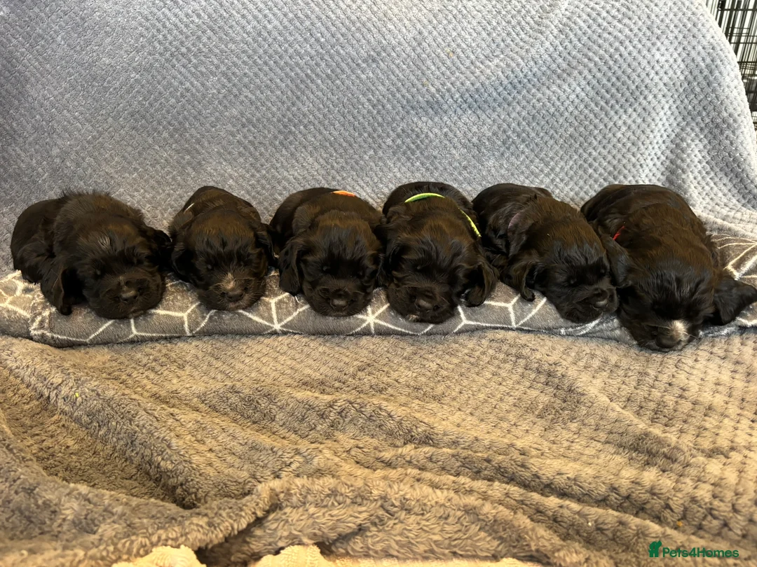 Cocker Spaniel dogs for sale: KC Registered Working Cocker Spaniel Puppies in Swansea - Advert 1