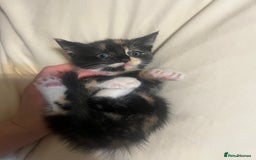 Mixed Breed cats for sale: 3 cutie kittens with fluffy tails  - Image 6