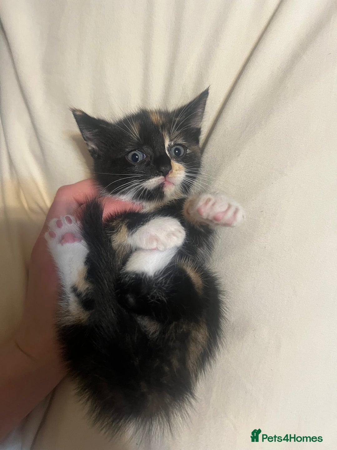 Mixed Breed cats for sale: 3 cutie kittens with fluffy tails  - Image 6