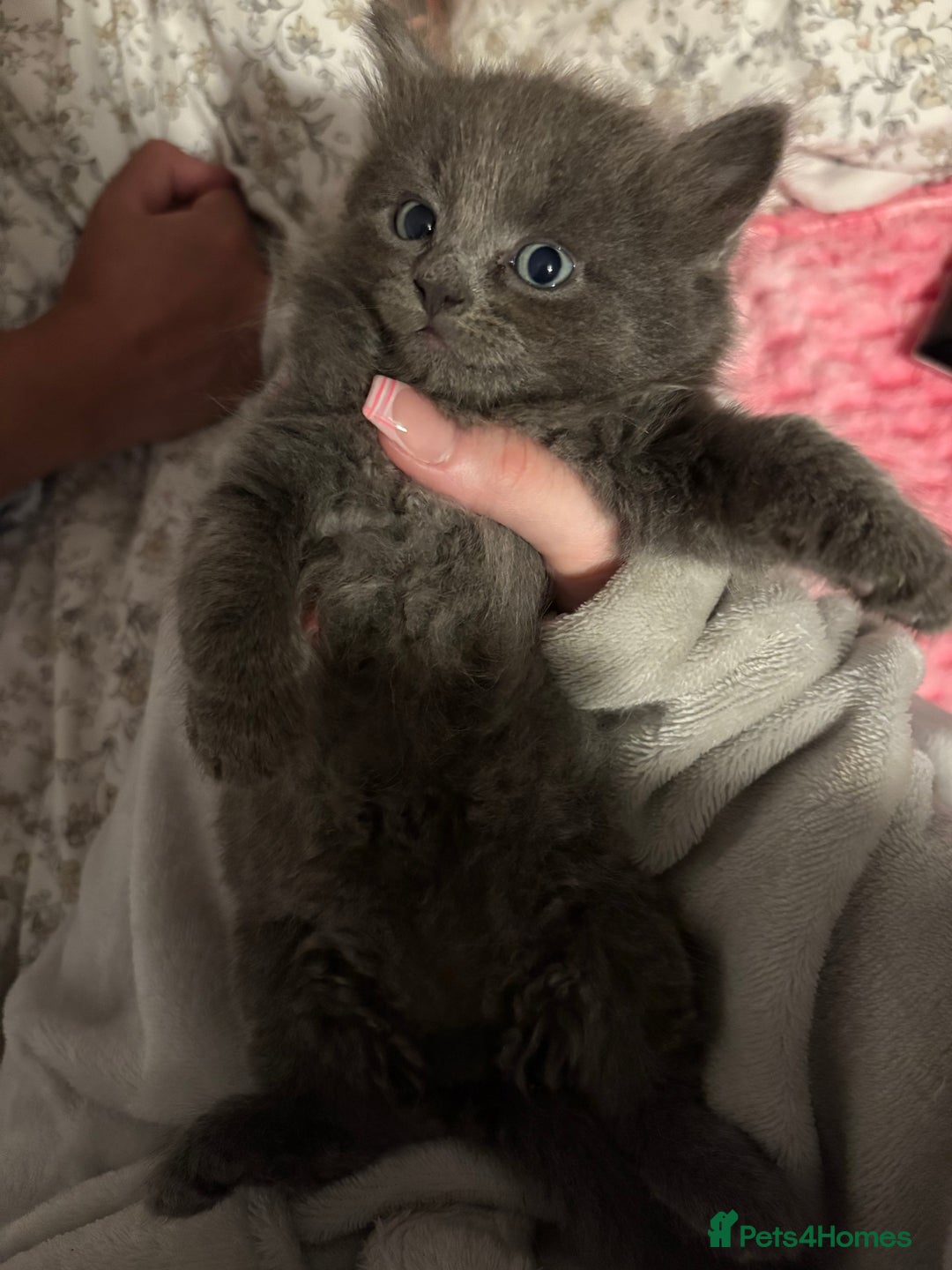 British Longhair cats for sale: (1 BOY LEFT) Grey British Longhair Kittens - Image 4