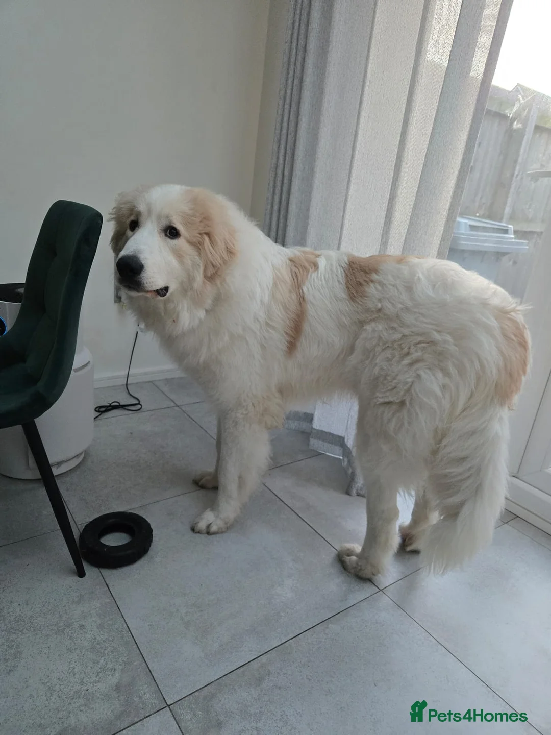 Pyrenean Mountain Dog dogs for sale: Pyrenean Mountain Dog - Advert 2