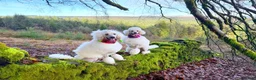 Standard Poodle dogs for sale: Baby blue  - Advert 18