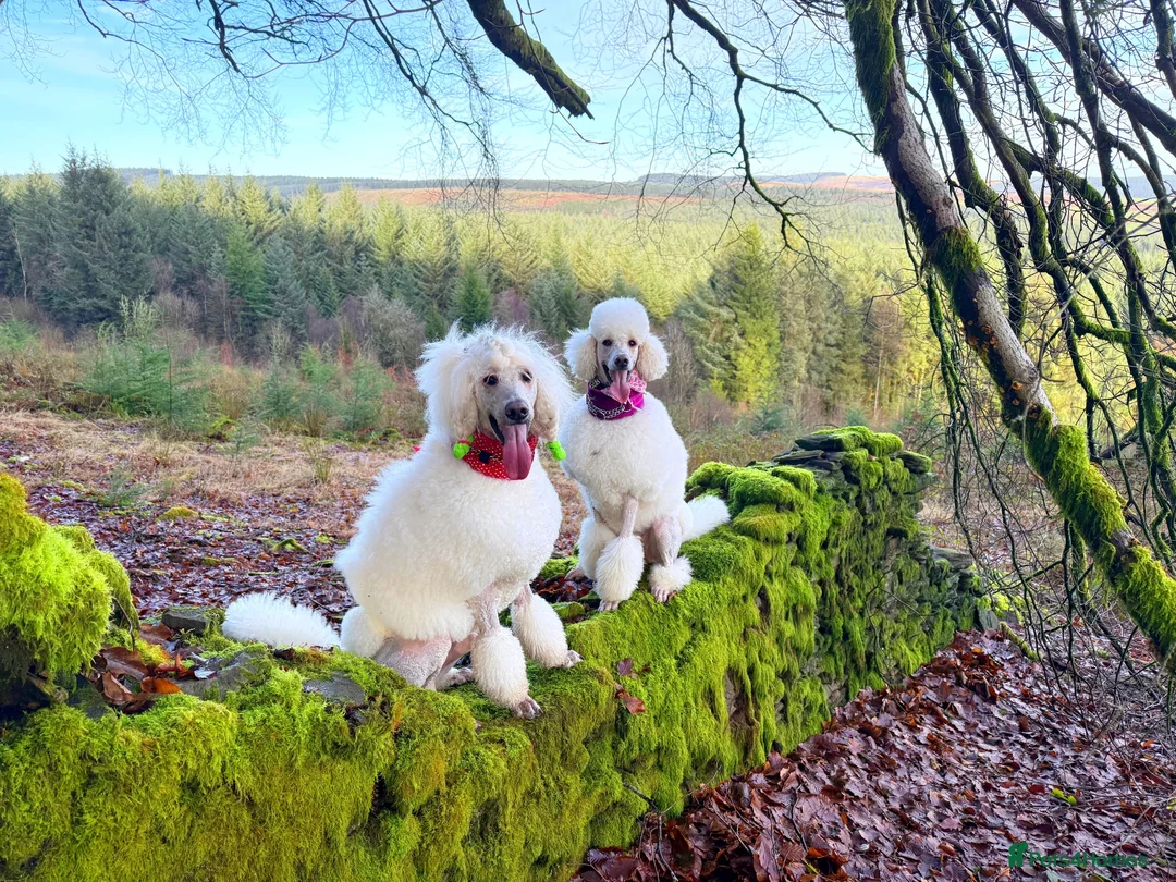 Standard Poodle dogs for sale: Baby blue  - Advert 18