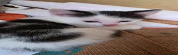 Mixed Breed cats for sale: Adorable Kittens Ready for their forever Homes - Advert 23