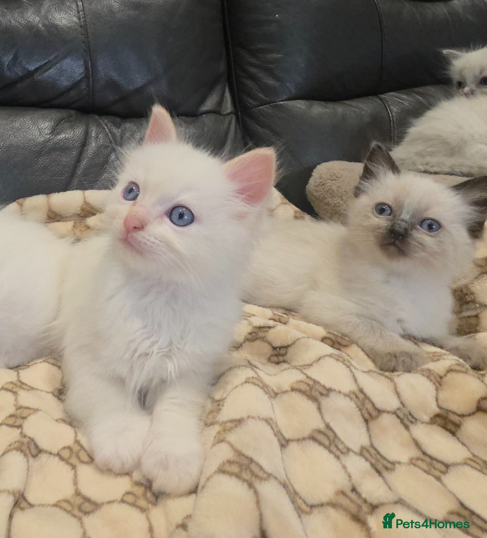 Ragdoll cats stunning  little  ragdoll  kittens  - Advert 6