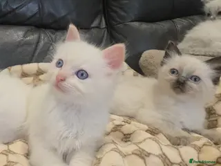 Ragdoll cats stunning little ragdoll kittens - Advert 6