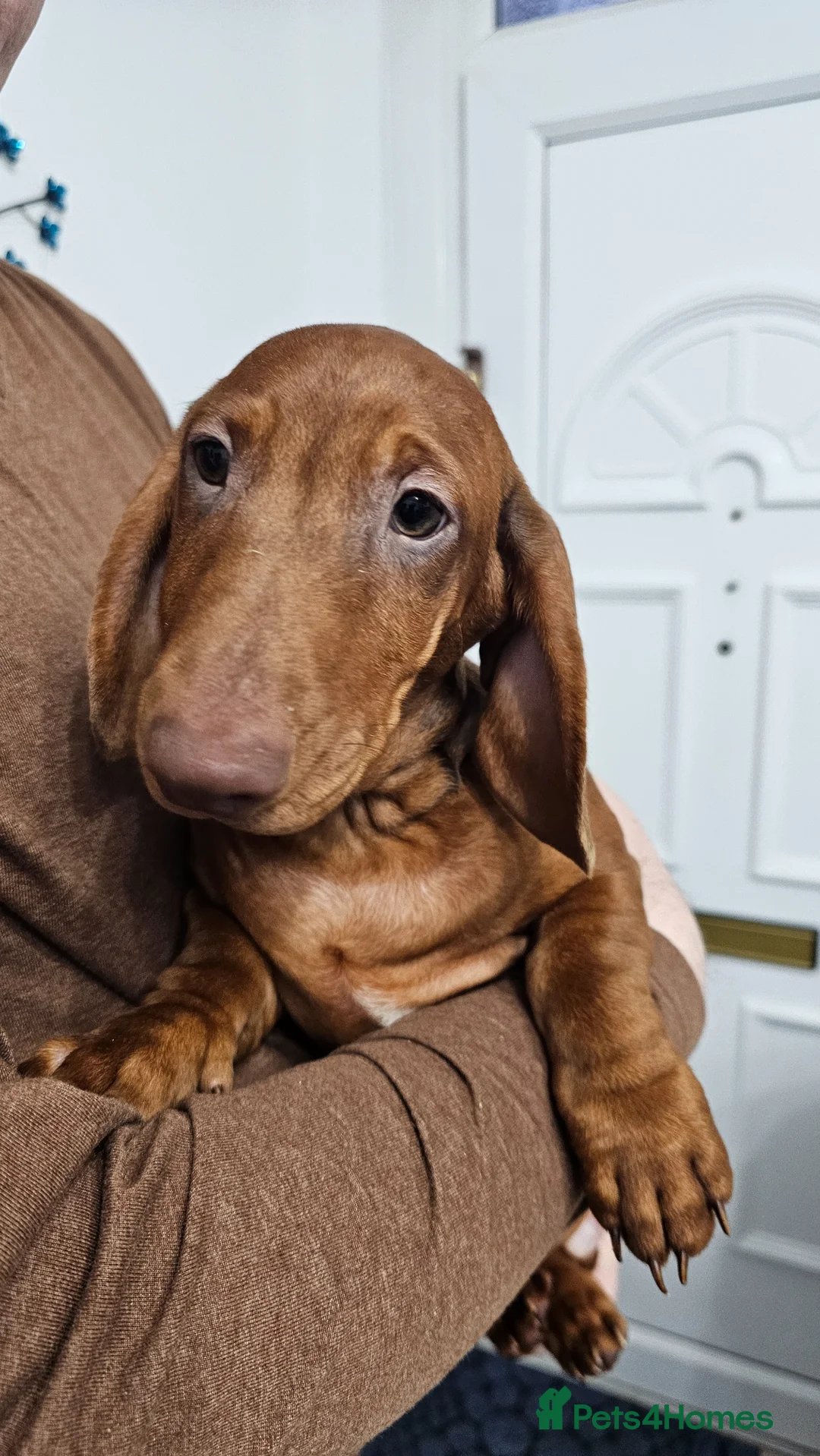 Dachshund dogs for sale: Last 3 !!!🐶 KC Standard Dachshund puppies! !!! - Advert 2