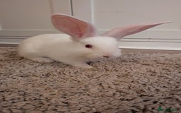 Continental Giant rabbits for sale: Beautiful continental giants bunnies - Image 4