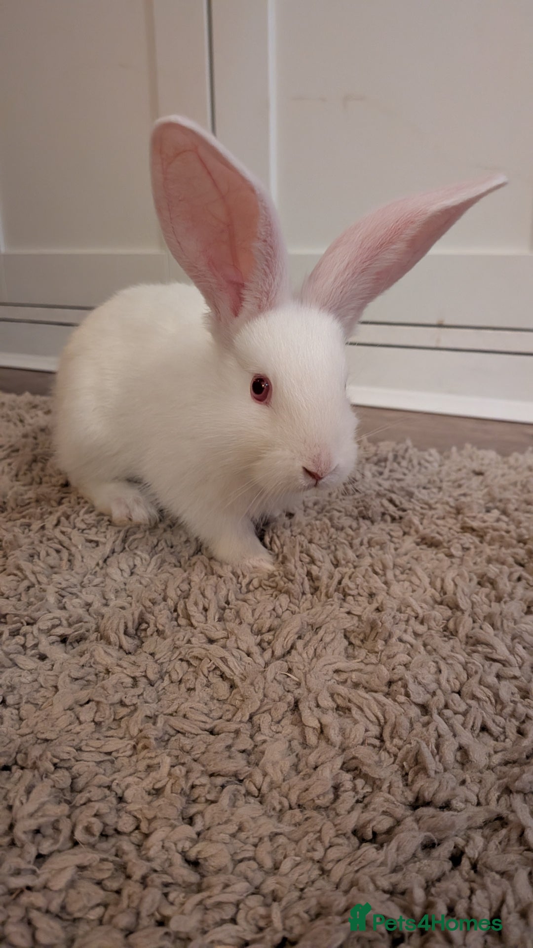 Continental Giant rabbits for sale: Beautiful continental giants bunnies - Image 4