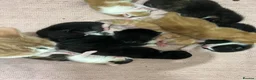 Domestic Shorthair cats for sale: Black and white and ginger kittens  in Leamington Spa - Advert 16