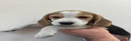 Beagle dogs for sale: KC registered Beagle puppies  - Advert 24