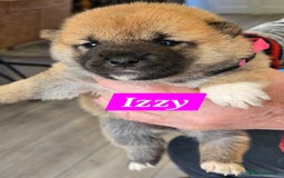 Japanese Shiba Inu dogs for sale: Gorgeous Shibas  - Image 30