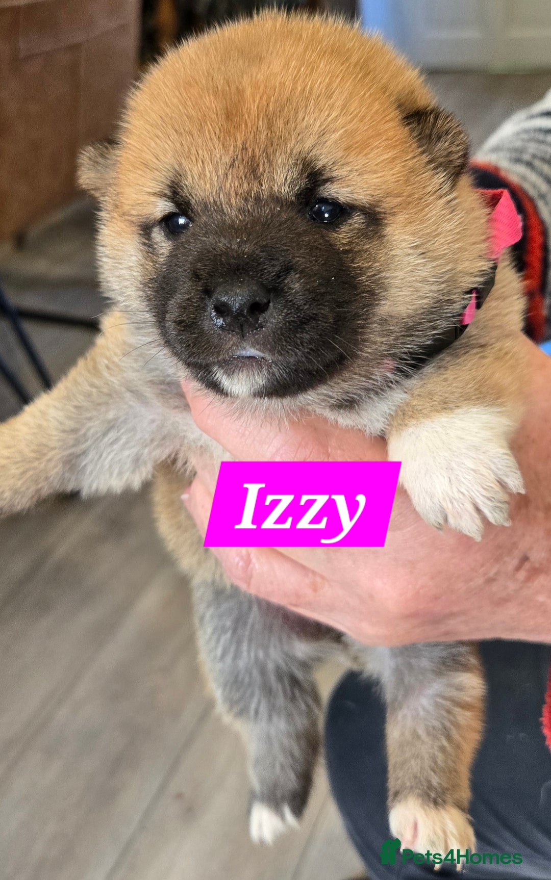 Japanese Shiba Inu dogs for sale: Gorgeous Shibas  - Image 30