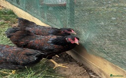 Chickens poultry for sale: Orpington and Wyandotte large fowl - Image 4