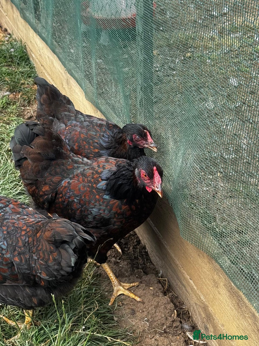 Chickens poultry for sale: Orpington and Wyandotte large fowl - Image 4