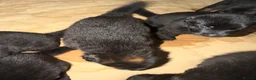 German Shepherd dogs for sale: 7beautiful German shepherd puppies for sale - Advert 4
