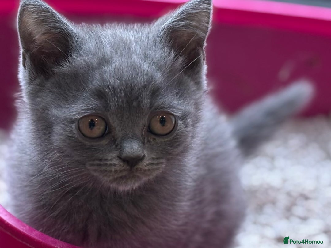 British Shorthair cats for sale: GCCF Reg British Shorthair Kittens - Image 3