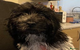 Cockapoo dogs for sale: F1b beautiful girl  - Image 30