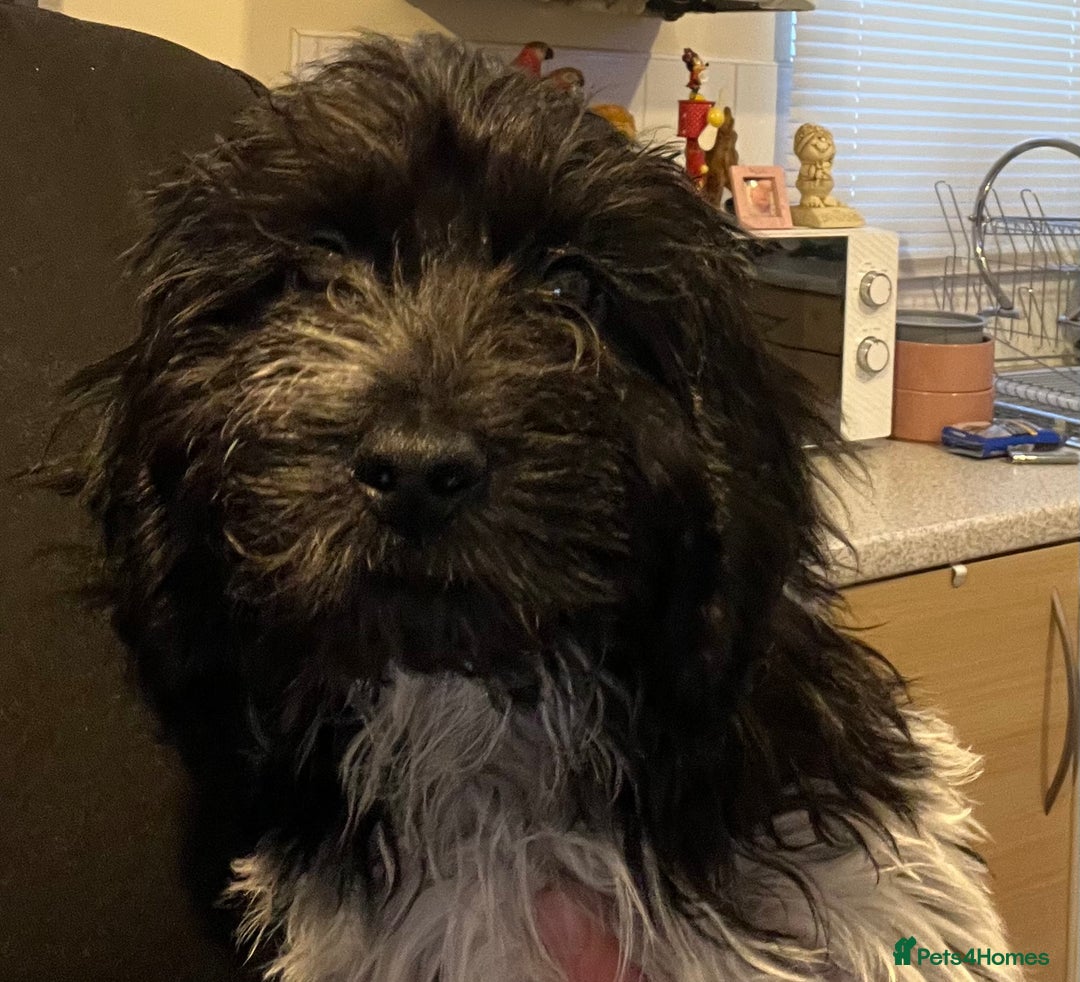Cockapoo dogs for sale: F1b beautiful girl  - Image 30