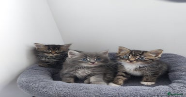 Mixed Breed cats - Advert 14