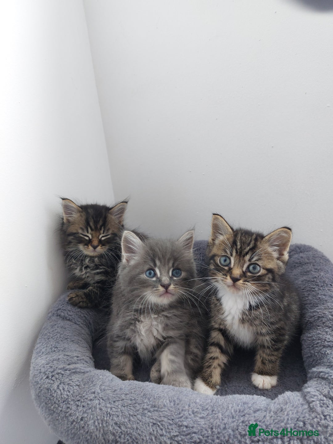 Mixed Breed cats for sale: 3 gorgeous boys - Image 2