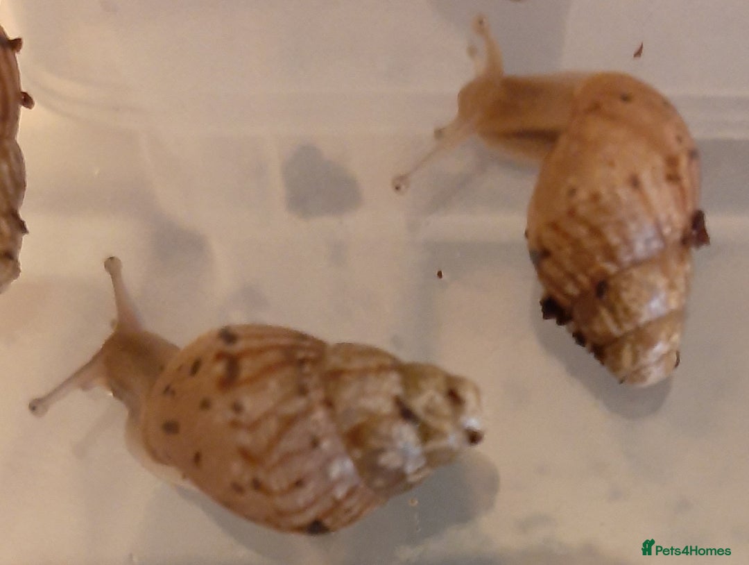 Snails invertebrates for sale: Achatina fulica (Giant African Land Snails) - Image 7