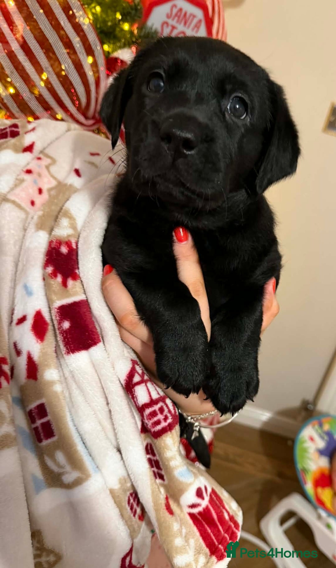 Labrador Retriever dogs for sale: (REDUCED) KC registered Labradors  - Advert 27