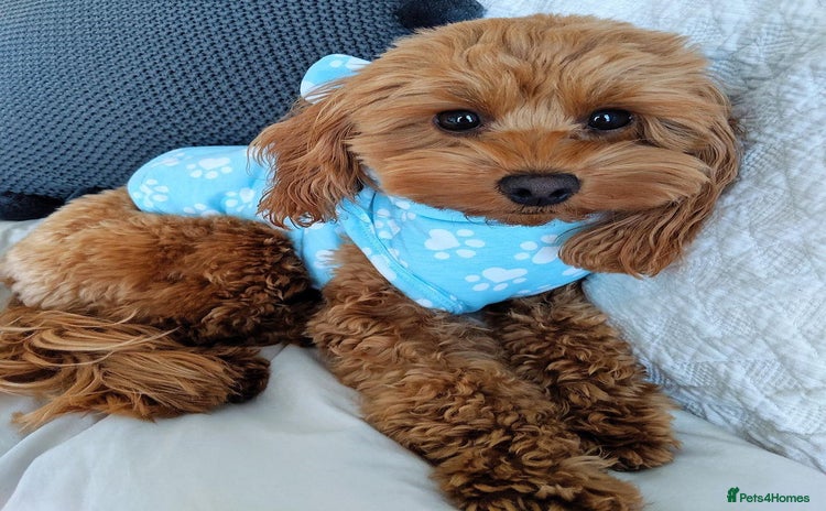 Cavapoo dogs - Advert 2