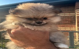 Pomeranian dogs for sale: KC Reg Pomeranian Girls - Image 4
