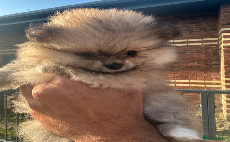 Pomeranian dogs - Advert 1