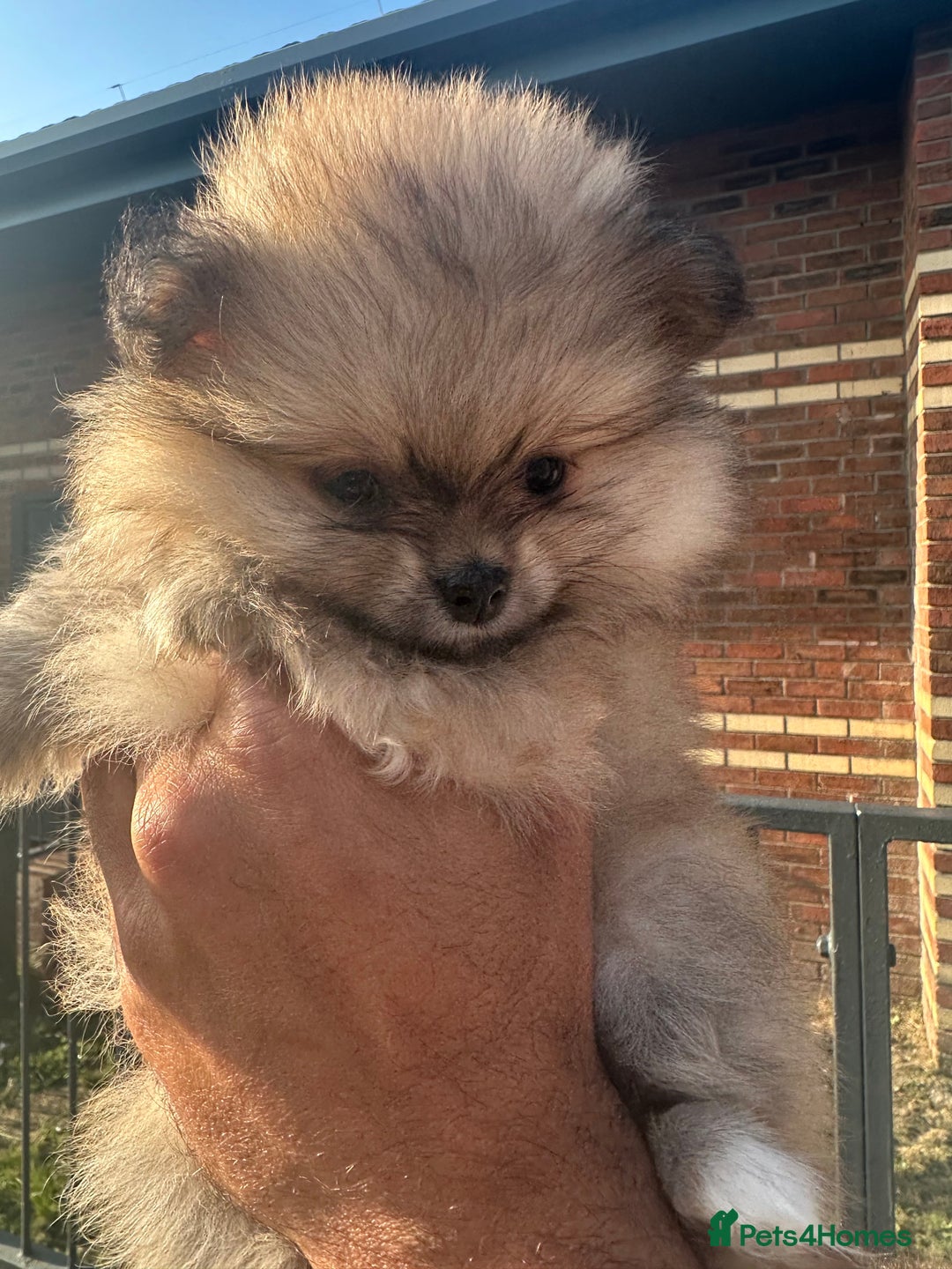 Pomeranian dogs for sale: KC Reg Pomeranian Girls - Image 4